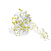 MET  protein 3D structural model from Catalog of Somatic Mutations in Cancer originally published in the paper COSMIC: somatic cancer genetics at high-resolution