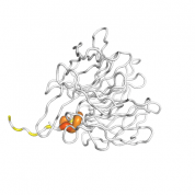 NFE2L2  protein 3D structural model from Catalog of Somatic Mutations in Cancer originally published in the paper COSMIC: somatic cancer genetics at high-resolution