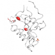 PIN1  protein 3D structural model from Catalog of Somatic Mutations in Cancer originally published in the paper COSMIC: somatic cancer genetics at high-resolution