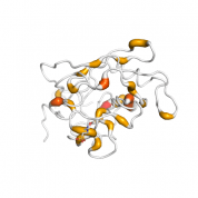 Cyclophilin B  protein 3D structural model from Catalog of Somatic Mutations in Cancer originally published in the paper COSMIC: somatic cancer genetics at high-resolution
