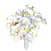 PRKACA  protein 3D structural model from Catalog of Somatic Mutations in Cancer originally published in the paper COSMIC: somatic cancer genetics at high-resolution
