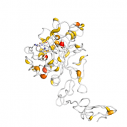 PROC  protein 3D structural model from Catalog of Somatic Mutations in Cancer originally published in the paper COSMIC: somatic cancer genetics at high-resolution