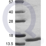 Recombinant Human S100A7 SDS-PAGE (3 ug)