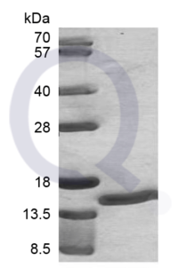 Recombinant Human S100A7 SDS-PAGE (3 ug)