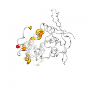 RSPO1  protein 3D structural model from Catalog of Somatic Mutations in Cancer originally published in the paper COSMIC: somatic cancer genetics at high-resolution