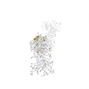 TGFB3  protein 3D structural model from Catalog of Somatic Mutations in Cancer originally published in the paper COSMIC: somatic cancer genetics at high-resolution