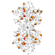 UROD  protein 3D structural model from Catalog of Somatic Mutations in Cancer originally published in the paper COSMIC: somatic cancer genetics at high-resolution