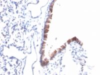 Formalin-fixed, paraffin-embedded Mouse Lung stained with Mesothelin Mouse Monoclonal Antibody (MSLN/2131).