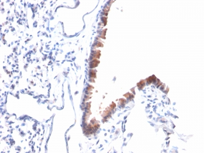 Formalin-fixed, paraffin-embedded Mouse Lung stained with Mesothelin Mouse Monoclonal Antibody (MSLN/2131).
