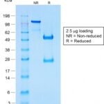 SDS-PAGE Analysis of Purified Chromogranin A Rabbit Recombinant Monoclonal Antib (CHGA/1731R).Confirmation of Purity and Integrity.