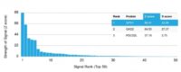 Analysis of Protein Array containing more than 19,000 full-length human proteins using GPN1 Mouse Monoclonal Antibody (GPN1/2350) Z- and S- Score: The Z-score represents the strength of a signal that a monoclonal antibody (MAb) (in combination with a fluorescently-tagged anti-IgG secondary antibody) produces when binding to a particular protein on the HuProtTM array. Z-scores are described in units of standard deviations (SDs) above the mean value of all signals generated on that array. If targets on HuProtTM are arranged in descending order of the Z-score, the S-score is the difference (also in units of SDs) between the Z-score. S-score therefore represents the relative target specificity of a MAb to its intended target.  A MAb is considered to specific to its intended target, if the MAb has an S-score of at least 2.5. For example, if a MAb binds to protein X with a Z-score of 43 and to protein Y with a Z-score of 14, then the S-score for the binding of that MAb to protein X is equal to 29.