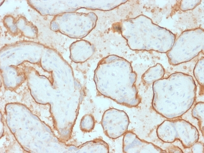 Formalin-fixed, paraffin-embedded human Placenta stained with EGFR Mouse Monoclonal Antibody (GFR/2341).