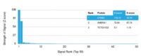 Analysis of Protein Array containing more than 19,000 full-length human proteins using HER-2 Mouse Monoclonal Antibody (ERBB2/2452). Z- and S- Score: The Z-score represents the strength of a signal that a monoclonal antibody (MAb) (in combination with a fluorescently-tagged anti-IgG secondary antibody) produces when binding to a particular protein on the HuProtTM array. Z-scores are described in units of standard deviations (SDs) above the mean value of all signals generated on that array. If targets on HuProtTM are arranged in descending order of the Z-score, the S-score is the difference (also in units of SDs) between the Z-score. S-score therefore represents the relative target specificity of a MAb to its intended target.  A MAb is considered to specific to its intended target, if the MAb has an S-score of at least 2.5. For example, if a MAb binds to protein X with a Z-score of 43 and to protein Y with a Z-score of 14, then the S-score for the binding of that MAb to protein X is equal to 29.