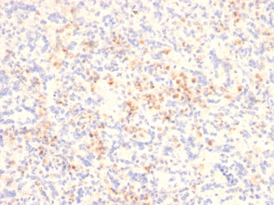 Formalin-fixed, paraffin-embedded human Spleen stained with Granzyme B Mouse Monoclonal Antibody (GZMB/2403).