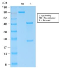 SDS-PAGE Analysis Purified IgG4 Rabbit Recombinant Monoclonal Antibody (IGHG4/2042R).