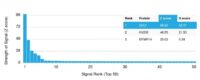 Analysis of Protein Array containing more than 19,000 full-length human proteins using Kappa Light Chain (IGKC) Recombinant Rabbit Monoclonal Antibody (IGKC/1999R). Z- and S- Score: The Z-score represents the strength of a signal that a monoclonal antibody (MAb) (in combination with a fluorescently-tagged anti-IgG secondary antibody) produces when binding to a particular protein on the HuProtTM array. Z-scores are described in units of standard deviations (SDs) above the mean value of all signals generated on that array. If targets on HuProtTM are arranged in descending order of the Z-score, the S-score is the difference (also in units of SDs) between the Z-score. S-score therefore represents the relative target specificity of a MAb to its intended target.  A MAb is considered to specific to its intended target, if the MAb has an S-score of at least 2.5. For example, if a MAb binds to protein X with a Z-score of 43 and to protein Y with a Z-score of 14, then the S-score for the binding of that MAb to protein X is equal to 29.