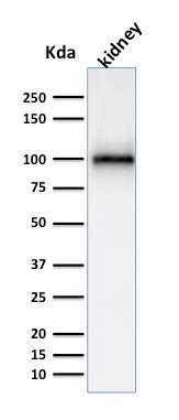 Western blot analysis of kidney tissue lysate using CD10 Mouse Monoclonal Antibody (MME/1870).