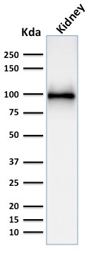 Western blot analysis of kidney tissue lysate using CD10 Mouse Monoclonal Antibody (MME/1892).