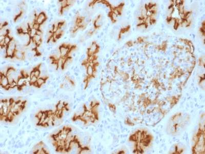 Formalin-fixed, paraffin-embedded Human kidney stained with CD10 Mouse Monoclonal Antibody (MME/1893).