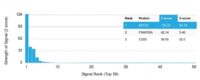 Analysis of Protein Array containing more than 19,000 full-length human proteins using Myogenin Mouse Monoclonal Antibody (MYOG/2660). Z- and S- Score: The Z-score represents the strength of a signal that a monoclonal antibody (MAb) (in combination with a fluorescently-tagged anti-IgG secondary antibody) produces when binding to a particular protein on the HuProtTM array. Z-scores are described in units of standard deviations (SDs) above the mean value of all signals generated on that array. If targets on HuProtTM are arranged in descending order of the Z-score, the S-score is the difference (also in units of SDs) between the Z-score. S-score therefore represents the relative target specificity of a MAb to its intended target.  A MAb is considered to specific to its intended target, if the MAb has an S-score of at least 2.5. For example, if a MAb binds to protein X with a Z-score of 43 and to protein Y with a Z-score of 14, then the S-score for the binding of that MAb to protein X is equal to 29.