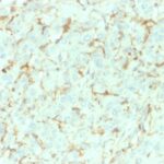 Formalin-fixed, paraffin-embedded human Adrenal Gland stained with NGFR Mouse Monoclonal Antibody (NGFR/1964).