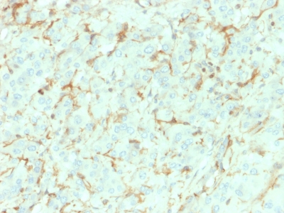 Formalin-fixed, paraffin-embedded human Adrenal Gland stained with NGFR Mouse Monoclonal Antibody (NGFR/1964).