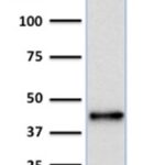 Western Blot Analysis of human Raji cell lysate using PAX5 Mouse Monoclonal Antibody (PCRP-PAX5-1B7).