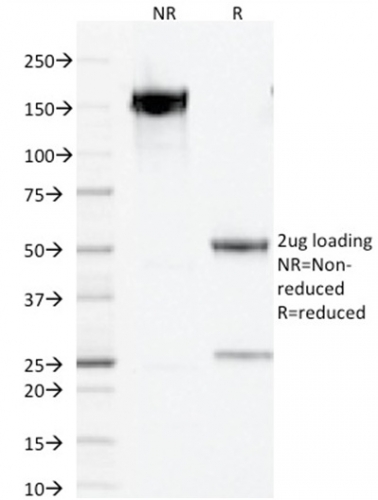 SDS-PAGE Analysis Purified PAX5 Mouse Monoclonal Antibody (PCRP-PAX5-1B7).Confirmation of Integrity and Purity of Antibody.
