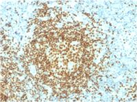 Formalin-fixed, paraffin-embedded human Lymph Node stained with PAX5 Mouse Monoclonal Antibody (PCRP-PAX5-1B7).