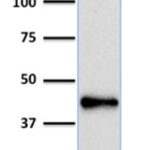 Western Blot Analysis of human Raji Cell lysate uisng  PAX5 Mouse Monoclonal Antibody (PCRP-PAX5-1B1).