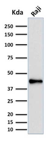 Western Blot Analysis of human Raji Cell lysate uisng  PAX5 Mouse Monoclonal Antibody (PCRP-PAX5-1B1).