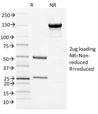 SDS-PAGE Analysis Purified PAX5 Mouse Monoclonal Antibody (PCRP-PAX5-1B1).Confirmation of Purity and Integrity of Antibody.