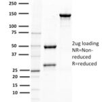 SDS-PAGE Analysis Purified PTEN Mouse Monoclonal Antibody (PTEN/2110).Confirmation of Purity and Integrity of Antibody.