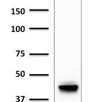 Western Blot Analysis of human HT29 Cell lysate using Cytokeratin 20 (KRT20) Mouse Monoclonal Antibody (KRT20/1992).