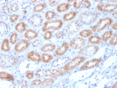 Formalin-fixed, paraffin-embedded human Kidney tissue stained with Renalase Mouse Monoclonal Antibody (RNLS/1940).