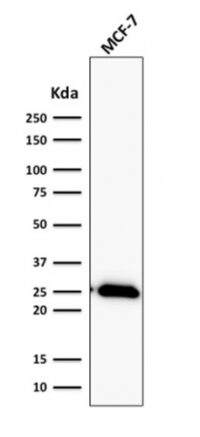 Western Blot Analysis of human MCF-7 Cell lysate using Bcl-2 Rabbit Recombinant Monoclonal Antibody (BCL2/2210R).