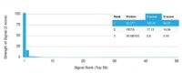 Analysis of Protein Array containing more than 19,000 full-length human proteins using GLUT-1 Mouse Monoclonal Antibody (GLUT1/2476).Z- and S- Score: The Z-score represents the strength of a signal that a monoclonal antibody (MAb) (in combination with a fluorescently-tagged anti-IgG secondary antibody) produces when binding to a particular protein on the HuProtTM array. Z-scores are described in units of standard deviations (SDs) above the mean value of all signals generated on that array. If targets on HuProtTM are arranged in descending order of the Z-score, the S-score is the difference (also in units of SDs) between the Z-score. S-score therefore represents the relative target specificity of a MAb to its intended target.  A MAb is considered to specific to its intended target, if the MAb has an S-score of at least 2.5. For example, if a MAb binds to protein X with a Z-score of 43 and to protein Y with a Z-score of 14, then the S-score for the binding of that MAb to protein X is equal to 29.