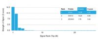 Analysis of Protein Array containing more than 19,000 full-length human proteins using SOX4 Mouse Monoclonal Antibody (SOX4/2540).Z- and S- Score: The Z-score represents the strength of a signal that a monoclonal antibody (MAb) (in combination with a fluorescently-tagged anti-IgG secondary antibody) produces when binding to a particular protein on the HuProtTM array. Z-scores are described in units of standard deviations (SDs) above the mean value of all signals generated on that array. If targets on HuProtTM are arranged in descending order of the Z-score, the S-score is the difference (also in units of SDs) between the Z-score. S-score therefore represents the relative target specificity of a MAb to its intended target.  A MAb is considered to specific to its intended target, if the MAb has an S-score of at least 2.5. For example, if a MAb binds to protein X with a Z-score of 43 and to protein Y with a Z-score of 14, then the S-score for the binding of that MAb to protein X is equal to 29.
