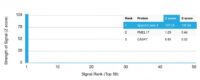 Analysis of Protein Array containing more than 19,000 full-length human proteins using Spectrin beta III Mouse Monoclonal Antibody (SPTBN2/1778). Z- and S- Score: The Z-score represents the strength of a signal that a monoclonal antibody (MAb) (in combination with a fluorescently-tagged anti-IgG secondary antibody) produces when binding to a particular protein on the HuProtTM array. Z-scores are described in units of standard deviations (SDs) above the mean value of all signals generated on that array. If targets on HuProtTM are arranged in descending order of the Z-score, the S-score is the difference (also in units of SDs) between the Z-score. S-score therefore represents the relative target specificity of a MAb to its intended target.  A MAb is considered to specific to its intended target, if the MAb has an S-score of at least 2.5. For example, if a MAb binds to protein X with a Z-score of 43 and to protein Y with a Z-score of 14, then the S-score for the binding of that MAb to protein X is equal to 29.