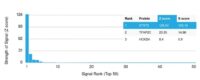 Analysis of Protein Array containing more than 19,000 full-length human proteins using STAT3 Mouse Monoclonal Antibody (STAT3/2409). Z- and S- Score: The Z-score represents the strength of a signal that a monoclonal antibody (MAb) (in combination with a fluorescently-tagged anti-IgG secondary antibody) produces when binding to a particular protein on the HuProtTM array. Z-scores are described in units of standard deviations (SDs) above the mean value of all signals generated on that array. If targets on HuProtTM are arranged in descending order of the Z-score, the S-score is the difference (also in units of SDs) between the Z-score. S-score therefore represents the relative target specificity of a MAb to its intended target.  A MAb is considered to specific to its intended target, if the MAb has an S-score of at least 2.5. For example, if a MAb binds to protein X with a Z-score of 43 and to protein Y with a Z-score of 14, then the S-score for the binding of that MAb to protein X is equal to 29.