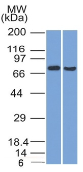 Western Blot (1) HeLa and (2) HepG2 Cell lysate using TCF4 Mouse Monoclonal Antibody (TCF4/1705).
