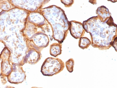 Formalin-fixed, paraffin-embedded human Placenta stained with Thrombomodulin / CD141 Monoclonal Antibody (rTHBD/1591).