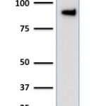 Western Blot Analysis of human HeLa Cell Lysate using TLE1 Mouse Monoclonal Antibody (TLE1/2051).