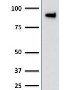 Western Blot Analysis of human HeLa Cell Lysate using TLE1 Mouse Monoclonal Antibody (TLE1/2051).