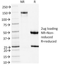 SDS-PAGE Analysis Purified TLE1 Mouse Monoclonal Antibody (TLE1/2051).Confirmation of Integrity and Purity of Antibody.