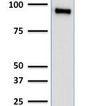 Western Blot Analysis of human HeLa Cell Lysate using TLE1 Mouse Monoclonal Antibody (TLE1/2062).