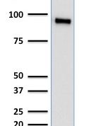 Western Blot Analysis of human HeLa Cell Lysate using TLE1 Mouse Monoclonal Antibody (TLE1/2062).