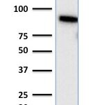 Western Blot Analysis of human HeLa Cell lysate using TLE1 Mouse Monoclonal Antibody (TLE1/2085).