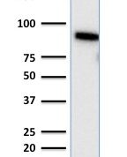 Western Blot Analysis of human HeLa Cell lysate using TLE1 Mouse Monoclonal Antibody (TLE1/2085).
