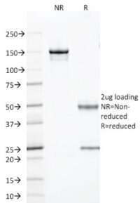 SDS-PAGE Analysis Purified TLE1 Mouse Monoclonal Antibody (TLE1/2085).Confirmation of Purity and Integrity of Antibody.